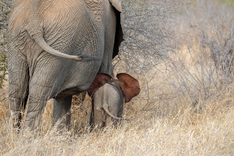 Elephant in the wild