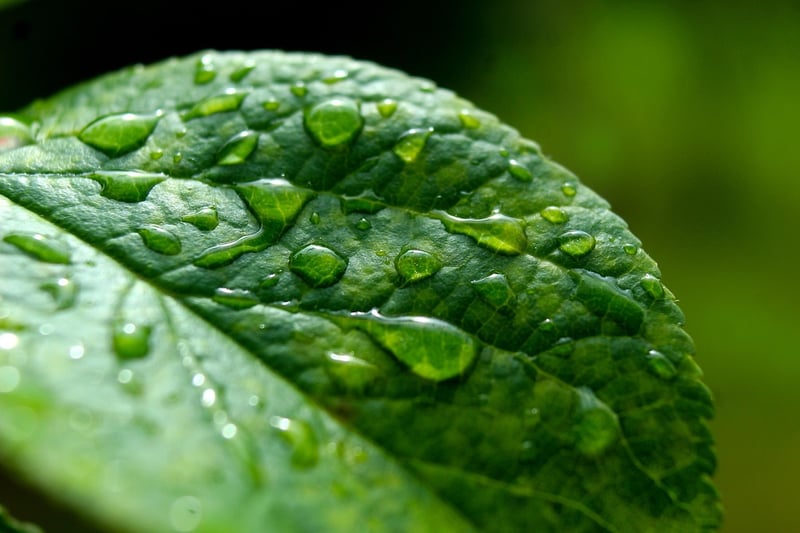 Nature Eco-Tourism